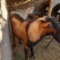 بزسانن و آلپاین|حیوانات مزرعه|تربت‌حیدریه, بازار|دیوار