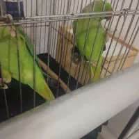 دو جفت ملنگو