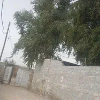 خریدوفروش انواع درخت( اکالیپتوس)مورت صنوبرابریشم|خدمات باغبانی و درختکاری|بهبهان, |دیوار