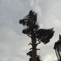 خریدچوب‌قطع‌درختان داخل‌خونه‌‌.و باغ ها ویلا ها