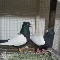 کبوتر سینه ای