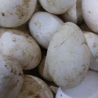 تخم غاز نطفه دار