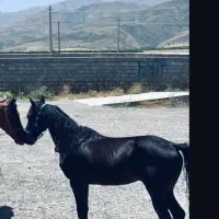 اسب اصیل کوردی|اسب و تجهیزات اسب‌سواری|سیلوانه, |دیوار