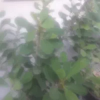 گل‌شمعدانی‌خارجی‌