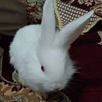 خرگوش لپی به بفروش سالم
