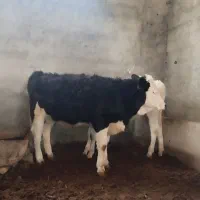 گاو شکم اول نخلی|حیوانات مزرعه|نجفآباد, یزدانشهر|دیوار