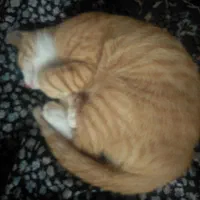 گربه نژاد پرشین. DSH پنج ماهه نر|گربه|محمودآباد, |دیوار