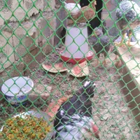 جوجه رسمی|حیوانات مزرعه|ماهدشت, |دیوار