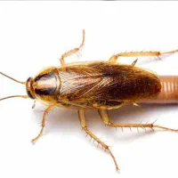 سمپاشی منزل و محل کار تضمینی|خدمات نظافت|گنبد کاووس, |دیوار