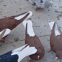 کبوتر رنگی درجه یک