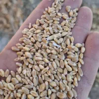 اجاره زمین کشاورزی