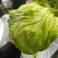 سورت و بسته بندی کاهو