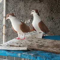 نرماده دوبال زرد