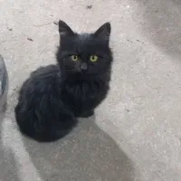 گربه خانگی|گربه|مرند, |دیوار