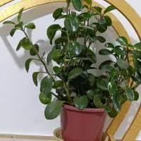 گل طبیعی|گل و گیاه طبیعی|چناران, |دیوار