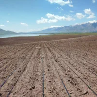تیف کشی آفتابگردان لوبیا کدو