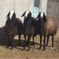 30% تخفیف تا اخر هفته تمدید شد گوسفند و بره کلات