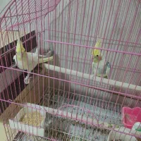 فروش عروس هلندی درجه یک