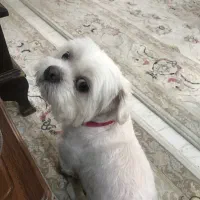 واگذاری سگ ماده شیتسو مالتیز|سگ|نوشهر, |دیوار