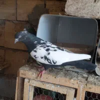 کفتر رنگی|پرنده|قم, ولیعصر|دیوار