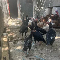 مرغ و خوروس لاری پاکستانی|حیوانات مزرعه|تهران, عبدل‌آباد|دیوار