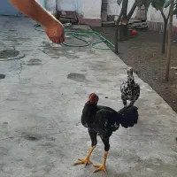 مرغ وخروس لاری