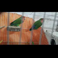 کوتوله برزیلی جفت