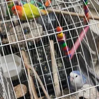 طوطی برزیلی