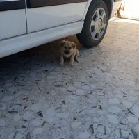 معاوضه|خودرو سواری و وانت|بم, |دیوار