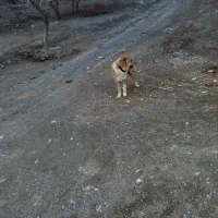 سگ نر|سگ|بردسکن, |دیوار