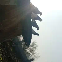 کبوتر اصل لارستان|پرنده|سنگر, |دیوار