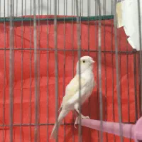 قناری ماده مزاییکی