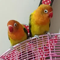 طوطی برزیلی یوینگ گلد ۳عدد ماده|پرنده|ری, دولت‌آباد|دیوار