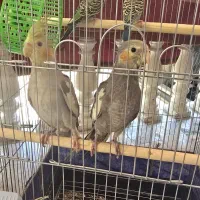 فروش جوجه عروس هلندی و مرغ عشق