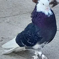 کفتر شازده سیاه کاکلی پاپراز نسل هما پرشی
