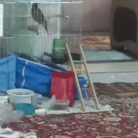 فروش مرغ مینا معاوضه دارم جوجه گرینچیک