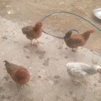 مرغ جوان وگوشتی