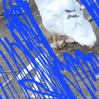 اردک ۴ ماهه اسرائیلی|حیوانات مزرعه|چالوس, |دیوار