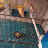 قناری ۱۱ عدد|پرنده|اردبیل, |دیوار