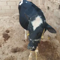 دوتا گوساله نر سالم وسرحال