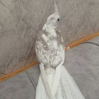 عروس هلندی البینو نر رام