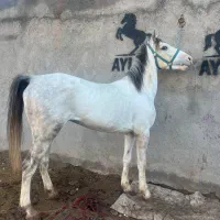 نریان کرد سواری دار