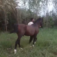 فروش نریان کرد ۵ سال|حیوانات مزرعه|خرمآباد (تنکابن), |دیوار