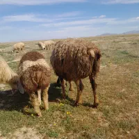 میش بره دار وآبستن