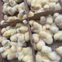 فروش انواع طیور اردک مرغ بوقلمون