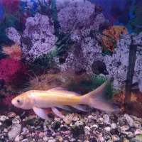 ماهی لجن خوار و ماهی کوی