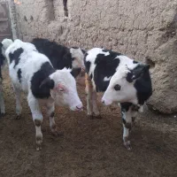 گوساله سیمینتال مولتی بیلیارد