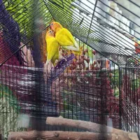 طوطی برزیلی پابلو و فیشر طلایی|پرنده|اسلامشهر, شهرک قائمیه|دیوار