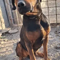 واگذاری سه عدد سگ ژرمن و روت وایلر|سگ|اصفهان, بهارستان|دیوار