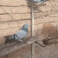 کفتر پرشی|پرنده|ملکان, |دیوار